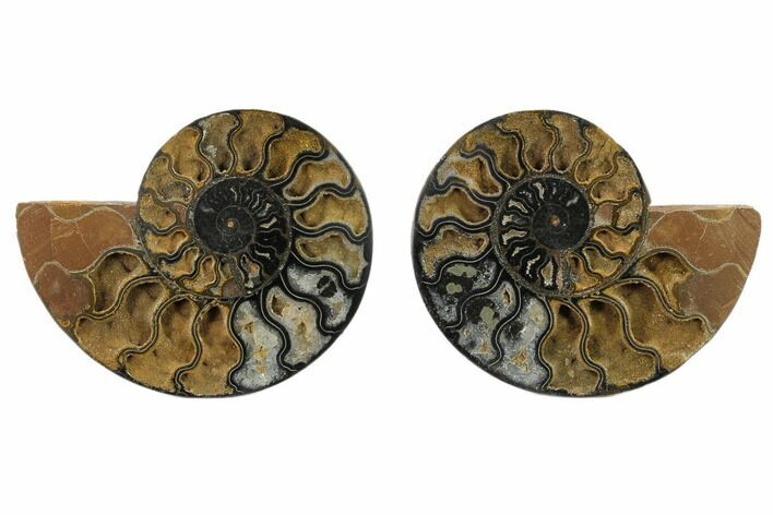 Split Black/Orange Ammonite Pair - Unusual Coloration #132248